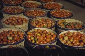 tomato baskets