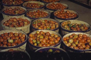 tomato baskets